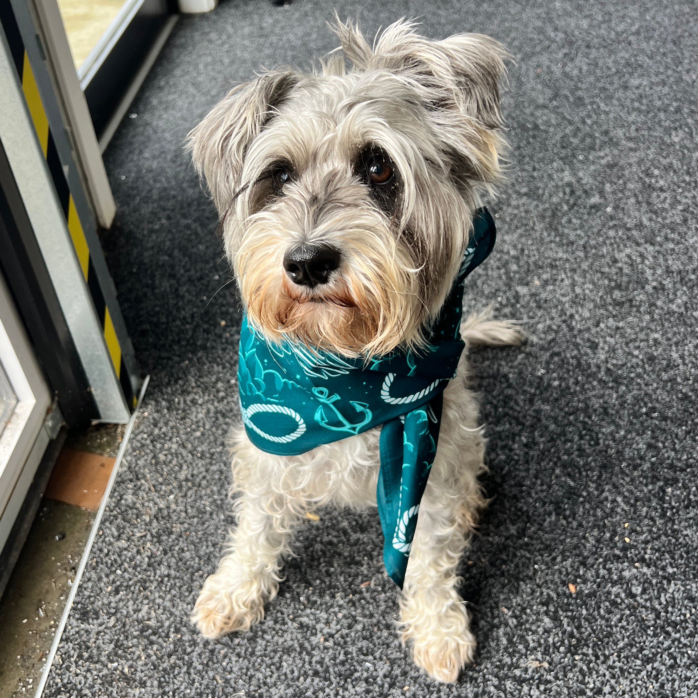 Welcome Swallows Twilight Sailor Bandana